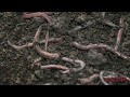 Movement of Earthworm ||কেঁচোর গমনপদ্ধতি