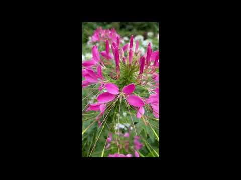 A Closer Look at the Spiny Spiderflower: Nature’s Artwork