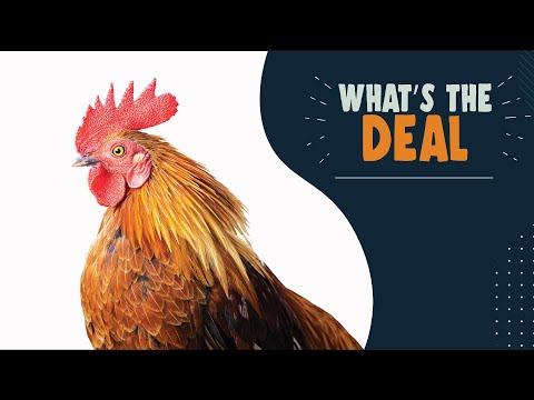 Bird flu: Protecting birds from the avian influenza virus | What’s the Deal?