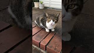 野良猫と距離が縮まった瞬間#shorts #ショート