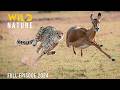 CHEETAHS Lords Of Speed And Shadows Animal Documentary