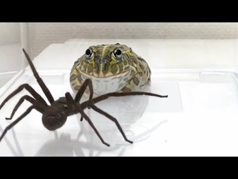 Voici ce que peut faire l'araignée la plus dangereuse du monde.