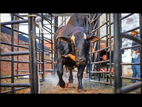 BULLFIGHT FINAL - DRACENA Rodeo 2025 (FAPIDRA) / SUMETAL CUP FINAL (Official 4K)