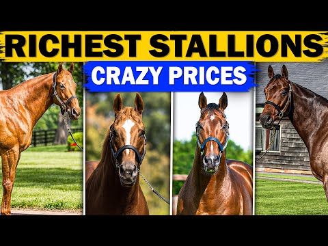 Top 12 Highest Stud Fees in Horse Racing History | Richest Stallions