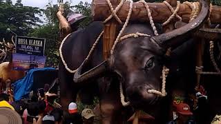 Download lagu Mau nonton Muludan Gegesik 2018? Silahken..  Monggo tonton sampe habis ya... mp3 Download lagu Mau nonton Muludan Gegesik 2018? Silahken..  Monggo tonton sampe habis ya... mp3