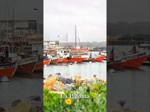 La Paloma Uruguay #uruguay #lapaloma #rocha #playa #costa #balneario