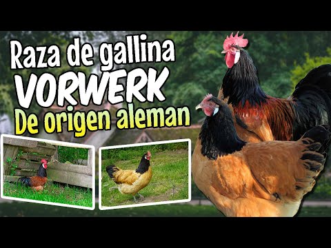 , title : 'Vorwerk Alemán 🐔 Una bella raza de gallina de doble propósito'
