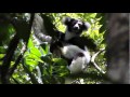 Madagascar Wmv