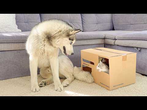 YouTube 썸네일
