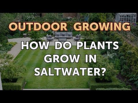 Will Salt or Vinegar Kill Bamboo