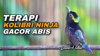 Download lagu KOMPILASI TERAPI KOLIBRI NINJA GACOR FULL ISIAN TEMBAKAN COCOK UNTUK DONGKRAK EMOSI BIRAHI KONIN mp3