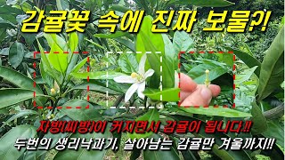 감귤꽃 속의 보물?! : 자방(씨방)이 커져서 감귤이 된다, 두번의 생리낙과를 거쳐 겨울까지!!