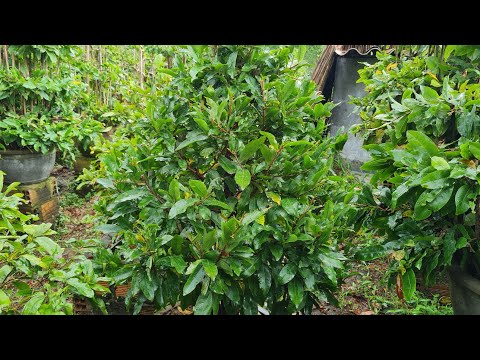 17/11 gl cây mai lùm tan thông (0972857715)