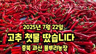 고추 첫물 2025년  괴산청결고추 수확 홍고추 청정괴산 자연울림 충북 괴산 풀뿌리농장 [고추재배방법]