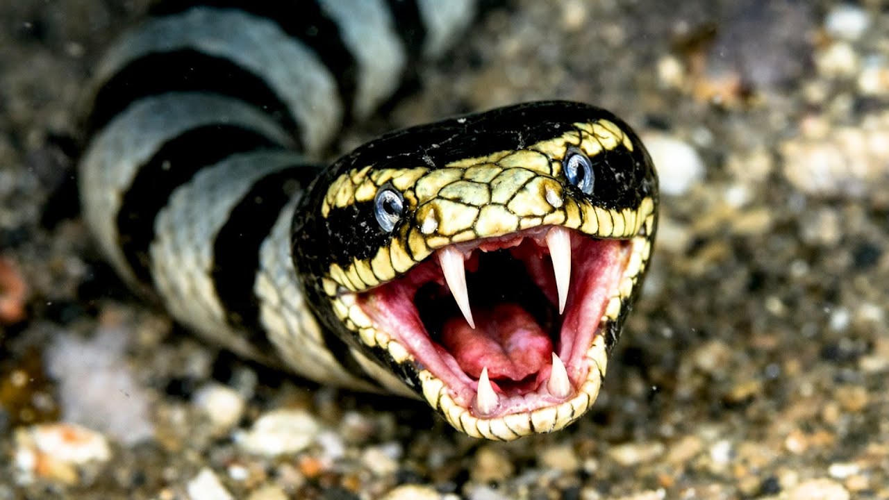 最も危険な猛毒ウミヘビ TOP10