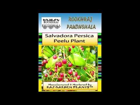 Full Sun Exposure Salvadora Persica Plant, Peelu Plant, Miswak Plant, For Outdoor