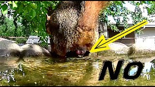 Something is Floating in the Bird Bath - GROSS