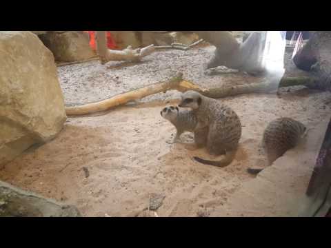 Meerkats hugging