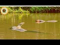 Electric Eel Takes Down Anaconda Ruthlessly In Wild Amazon