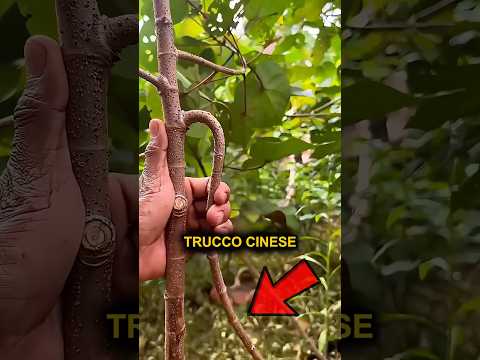 Può un ramo spezzato mettere radici 🌱