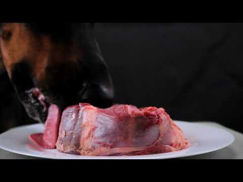 Doggie Loving the meat!