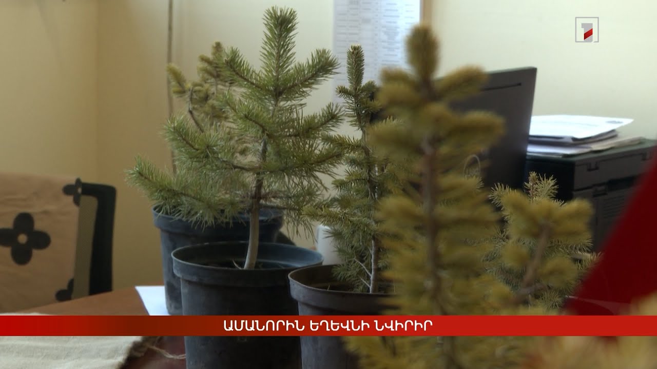 Ամանորին եղևնի նվիրիր