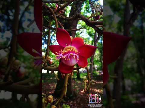 🌿 Río de Jesús: Historia, Cultura y Tradición | Veraguas, Panamá #artequecomunica #culturapanameña
