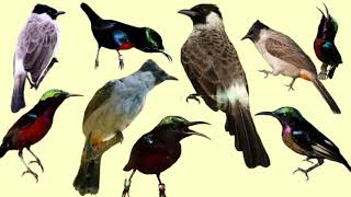 Download lagu kutilang ribut kombinasi kolibri ninja paling ampuh pikat semua jenis burung kecil mp3 Download lagu kutilang ribut kombinasi kolibri ninja paling ampuh pikat semua jenis burung kecil mp3