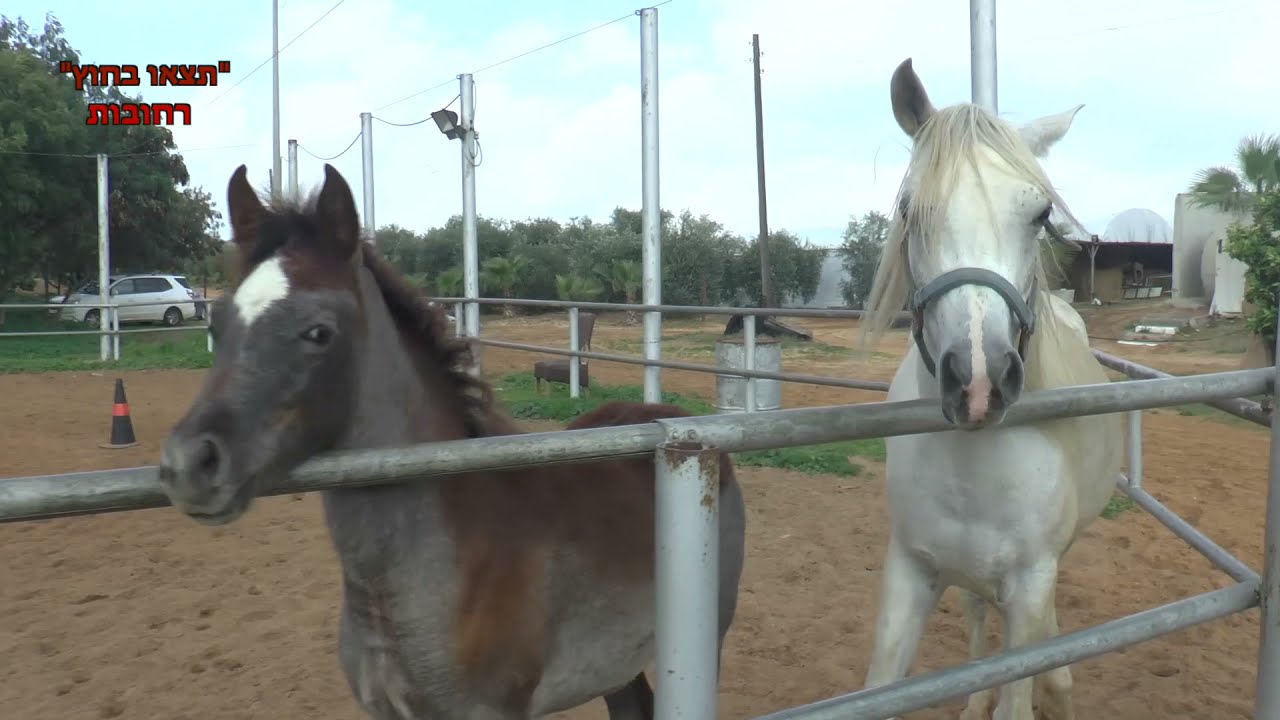 סרטון חוות פינוקי thumbnail