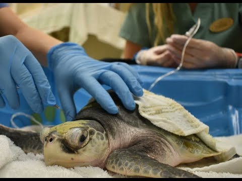 Saving ocean animals: The scourge of Red Tide