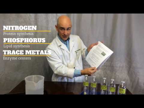 Algae Bloom Kit