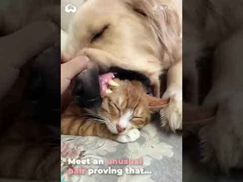 los animales son amigos