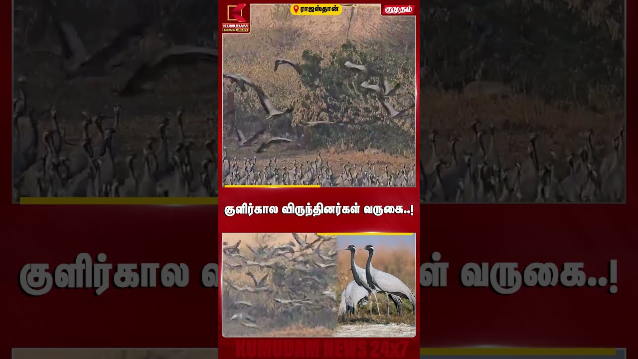 குளிர்கால விருந்தினர்கள் வருகை..! 5,000 கி.மீ. கடந்து ராஜஸ்தான் வந்த கொக்குகள் | Demoiselle Crane