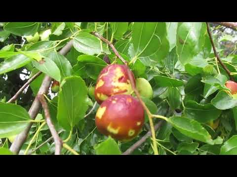 Žižula - kitajski datelj odporno drevo v sadovnjaku Rast Baznik, plodovi okusni in zelo zdravilni