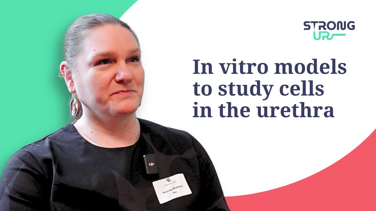 In vitro models to study cellular interactions in the urethra