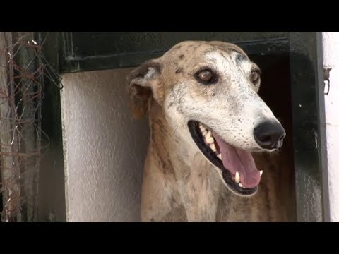 El Galgo Español - Ein Leben nach der Jagd / Dokumentarfilm