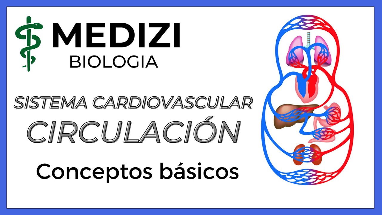 Sistema Cardiovascular - Circulación (Fácil)