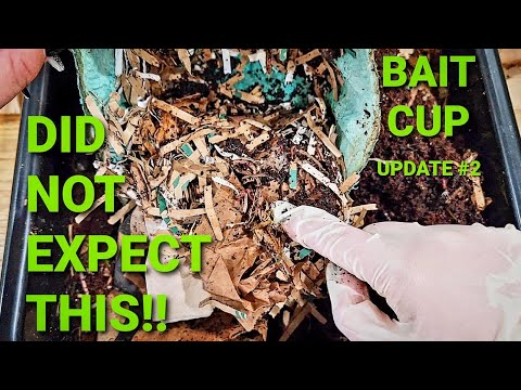 Bait Cup Check-in Turned Into A  Rescue Mission | Worm Bin Too Dry | Red Wigglers Dehydrated