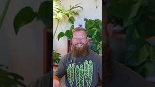 My House Plant Care Budget Tips!