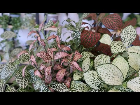 フィットニアのアドバイス メンテナンス 自然に育つ 明るくしっとりとした色合い