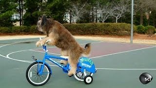 This Dog Can Sit, Fetch, Ride a Bike | Outrageous Acts of Science