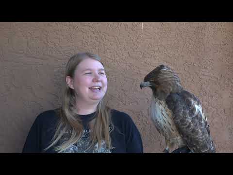 Nesting Behavior of Red-tailed and Swainson's Hawks