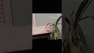 Fight night! Who will win? #dog #puppy #pets #animals #cat #dogs #pet