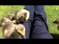 Feeding The Geese 5 1 13