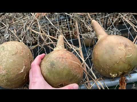 Drying gourds in Maine (cold climates)! Update #3.