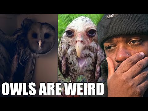 OWLS ARE A THREAT TO SOCIETY | Casual Geographic Reaction