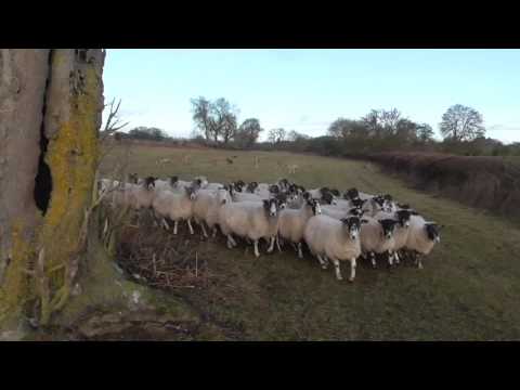 Grafton Hunt terrorising sheep 14/1/2017