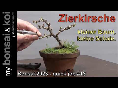 Bonsai 2023-14 - quick job #13 - Fuji Kirsche - Märzkirsche - kleiner Baum, kleine Schale