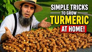 5 Tips How to Grow a Ton of Turmeric in Just 3 Square Feet Garden Bed.