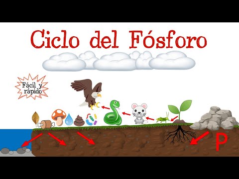 ♻️ Phosphorus Cycle 🔴 [Easy and Fast] | BIOLOGY |